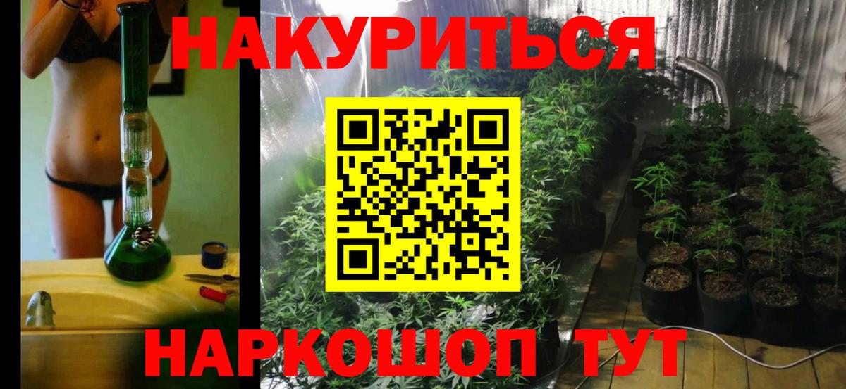 Конопля сатива Александров